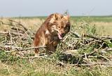 CHIEN FINNOIS DE LAPONIE 505